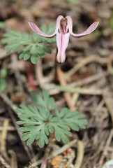 Dicentra uniflora