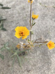 Geraea canescens