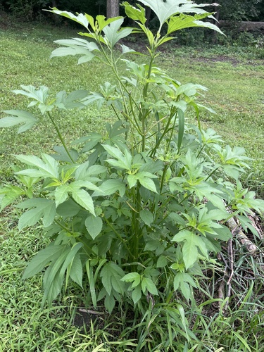 giant ragweed