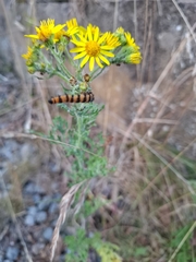 no rights reserved Cinnabar moth