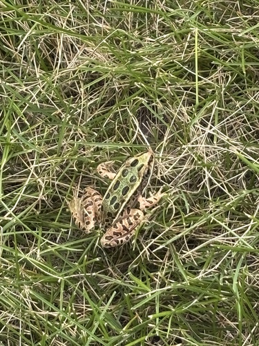 Northern Leopard Frog