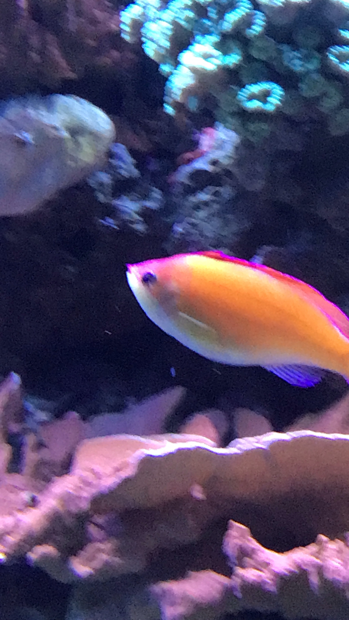 刺蓋擬花鱸(雙色海金魚) Pseudanthias dispar