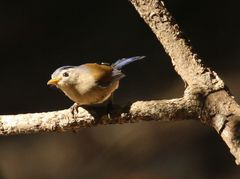 Actinodura cyanouroptera