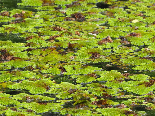 Image of Asian Watermoss (Salvinia cucullata) by no rights reserved