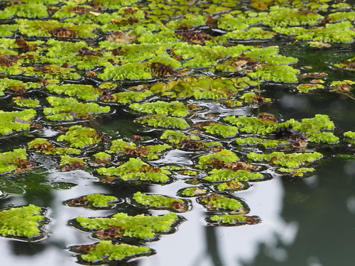 Image of Salvinia cucullata by no rights reserved