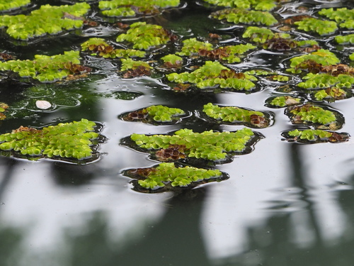 Image of Salvinia cucullata by no rights reserved