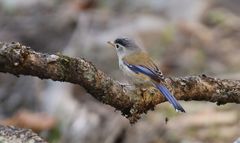 Actinodura cyanouroptera