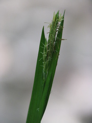 Carex hendersonii