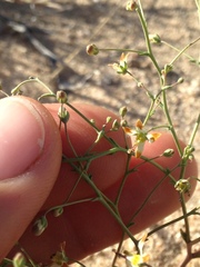 Nemacladus rubescens