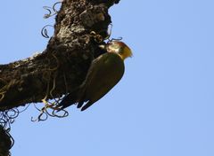 Picus chlorolophus