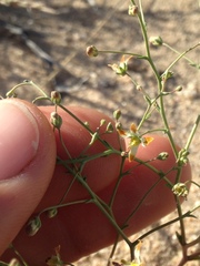 Nemacladus rubescens