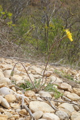 Leontodon biscutellifolius