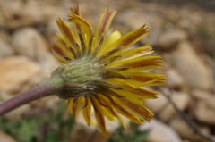Leontodon biscutellifolius