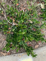 Carissa macrocarpa