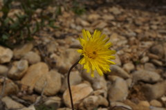 Leontodon biscutellifolius
