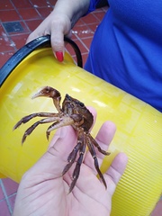 Sylviocarcinus piriformis