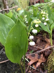 Convallaria pseudomajalis