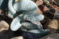 Opuntia santa-rita