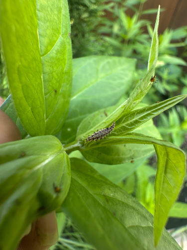 Weeping Green Lacewing