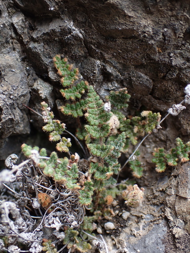 Fee's lip fern