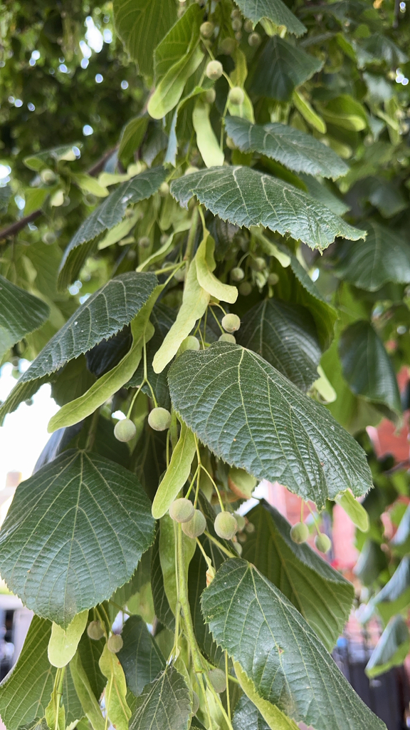 Bigleaf Linden