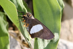 Coeliades forestan forestan