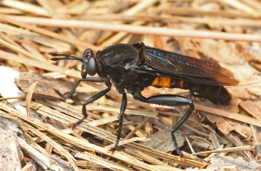 Mydas Fly (Insects of Ohio) · iNaturalist