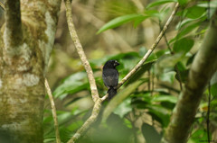 Cyanoloxia cyanoides