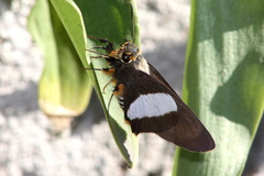 Coeliades forestan forestan