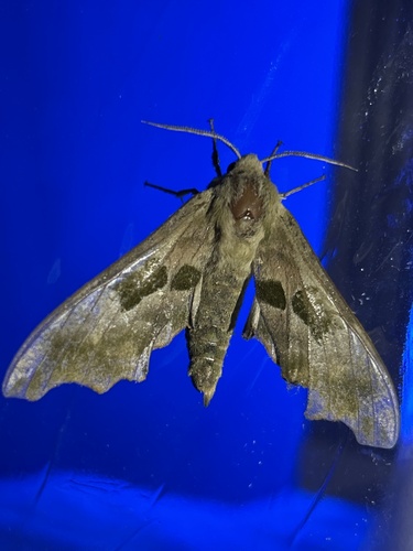 Lime Hawkmoth