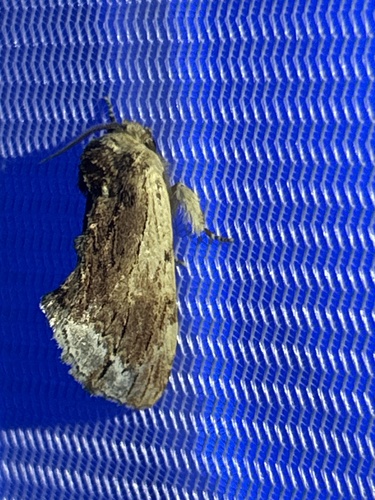 Coxcomb Prominent