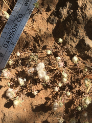 Stylocline gnaphaloides