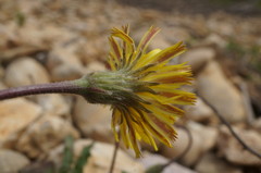 Leontodon biscutellifolius