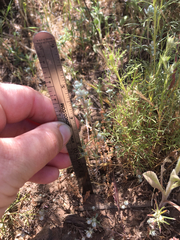 Stylocline gnaphaloides