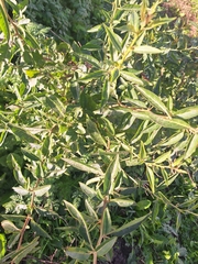 Lycium cestroides, photograph (c) Rocío Esmeralda Pose, some rights reserved (CC BY)