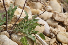 Leontodon biscutellifolius