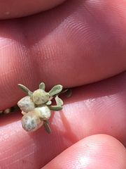 Stylocline gnaphaloides