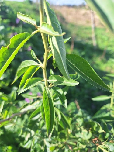 Lycium cestroides, photograph 3