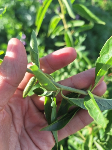 Lycium cestroides, photograph 4