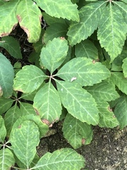 Parthenocissus quinquefolia