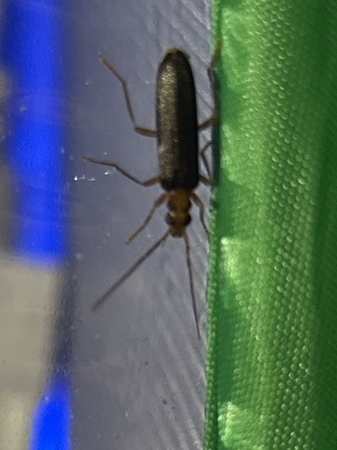 Nacerdes carniolica