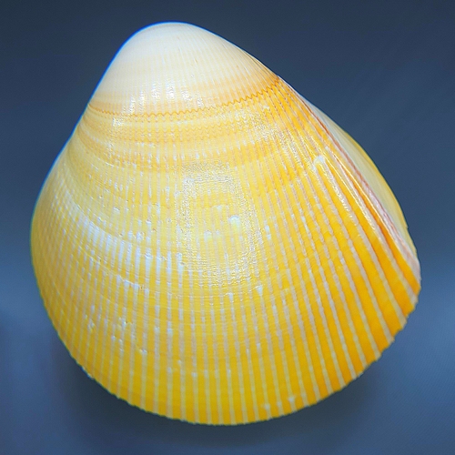 Laevicardium elatum observed 2026-06-24