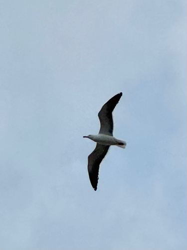 iNaturalist: (c) Marcio C Motta, some rights reserved (CC BY-NC), uploaded by Marcio C Motta iNaturalist image