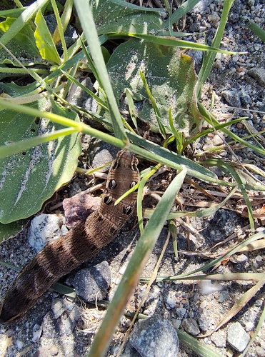 Elephant Hawkmoth