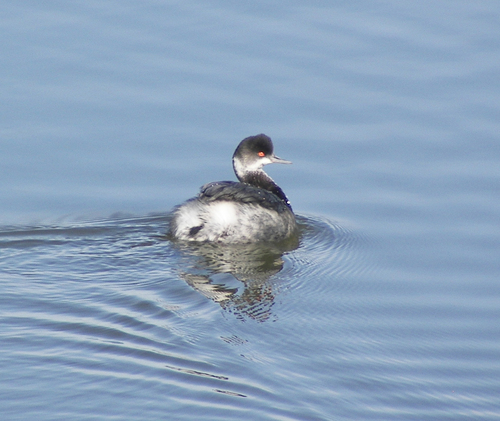 iNaturalist image