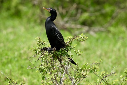 iNaturalist image