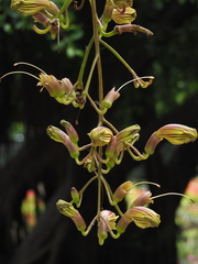 Kigelia africana africana
