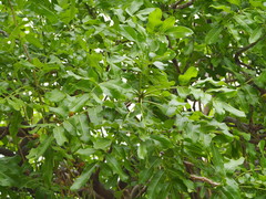 Kigelia africana africana