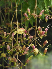 Kigelia africana africana