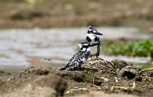 iNaturalist image